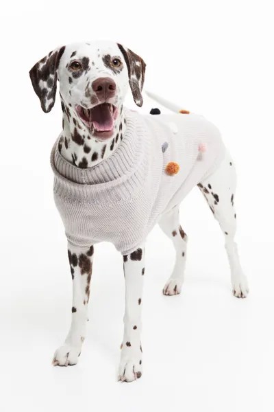 Свитер для собаки с помпонами H&M